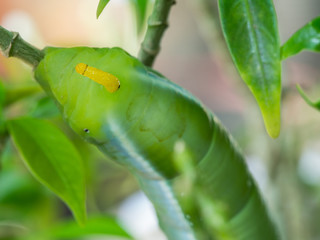 Obraz premium Tail of Caterpillar