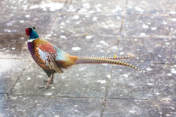 Pheasant in garden