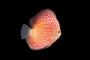 Discus Fish on Black Backgroung