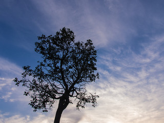 Fototapeta na wymiar The Big Tree Silhouette Morning