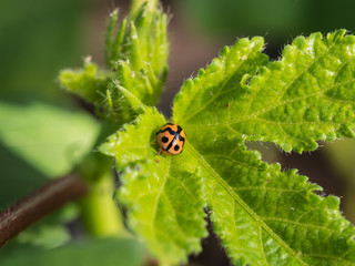Fototapeta premium Beetle Relaxed
