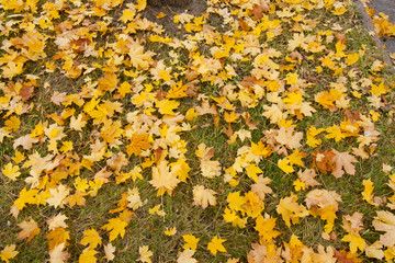 Background of fallen maple leaves