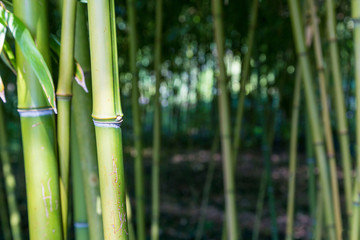 Fototapeta premium Bamboo trunk in the woods