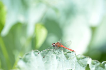 Dragonfly on the grass in the garden close up