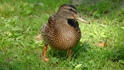 Ente beim spazieren