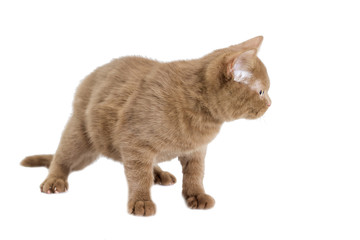 cat walking on white background