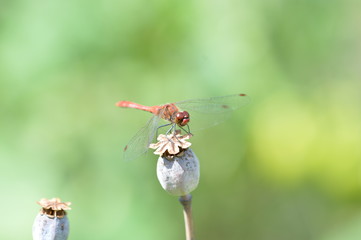 Dragonfly on the grass in the garden close up