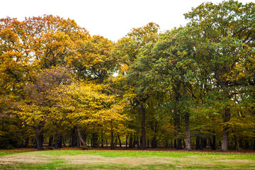 Group of trees in Autumn