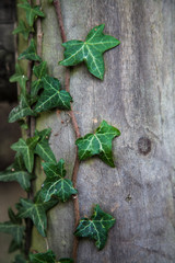 Ivy Growing on Fence Post