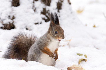 squirrel on a tree