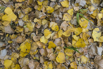 Poplar leaves background