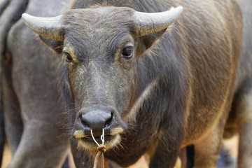 Un buffle sur le marché