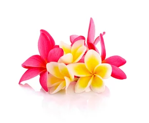 Foto op Canvas Tropische bloemen frangipani (plumeria) geïsoleerd op witte backgro © pairoj
