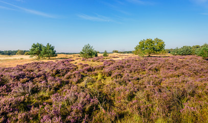 Fototapeta na wymiar Purple flowering heathland in a Dutch nature reserve