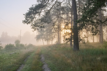 Fototapeta na wymiar Summer landscape with dirt road sunny misty morning