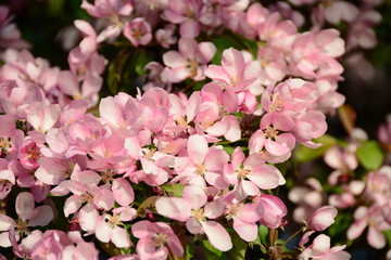 Blooming pink aple tree in spring