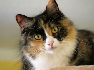 Norwegische Waldkatze