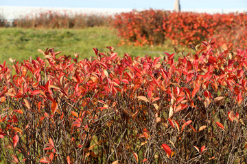 a walk on a Sunny autumn day