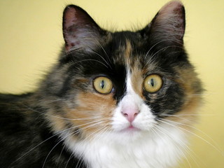 Norwegische Waldkatze