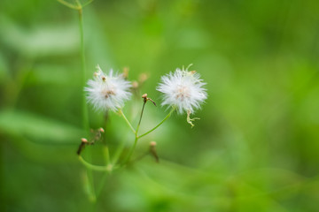Little Flowers White Closeup