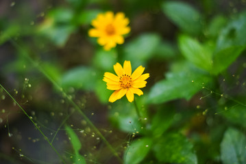 Little Flowers Yellow Closeup
