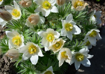 Weisse Küchenschellen im Beet