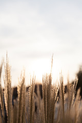 Grasses in the sun