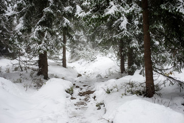cold day in the snowy winter forest