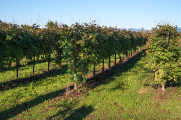 Fototapeta na wymiar Vines after harvest. October, Northern Italy.