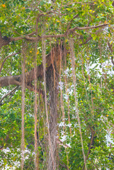 banyan tree vine