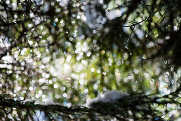 Fototapeta premium festive christmas spruce tree background on a cold day in the sn