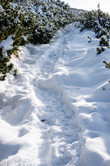 cold day in the snowy winter forest