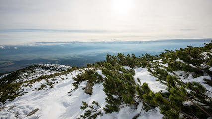 cold day in the snowy winter forest