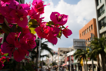 国際通りのブーゲンビリア