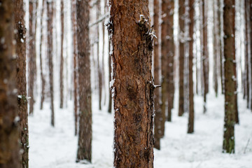 Fototapeta premium pine trees on a cold day in the snowy winter forest
