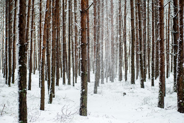 Fototapeta premium pine trees on a cold day in the snowy winter forest