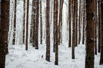 pine trees on a cold day in the snowy winter forest