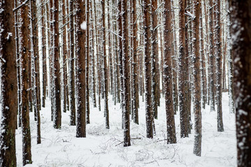pine trees on a cold day in the snowy winter forest