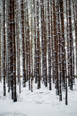 Fototapeta premium pine trees on a cold day in the snowy winter forest