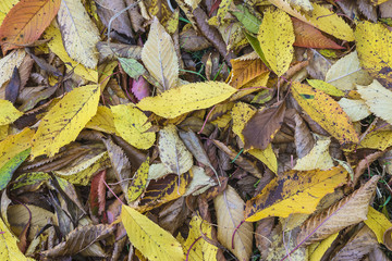 Natural background: cherrywood leaves 