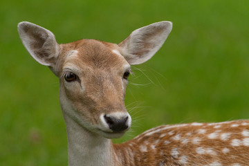 Portrait Of A Deer