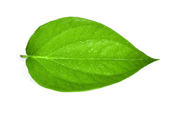 Fototapeta na wymiar Green betel leaf heart shape with water drops isolated on white