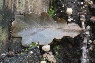 Mushrooms (Coprinus disseminatus) on a stump
