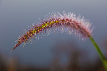 Dew on grass flower