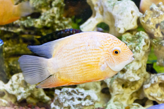Cichlasoma severum in aquarium