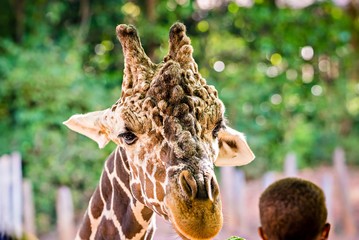 giraffe feeding on green leaves of lettuce