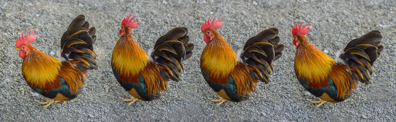 close up portrait of bantam chickens, Beautiful colorful cock