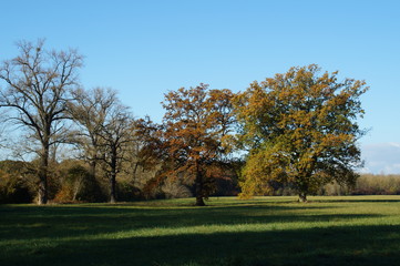 Fototapeta na wymiar Bäume im Herbst