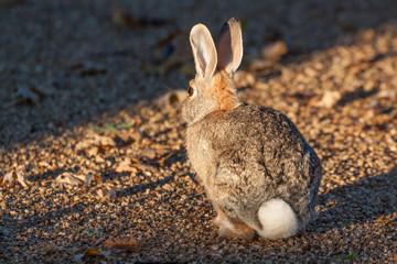 Cottontail Rabbit