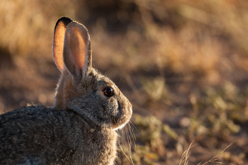 Cottontail Rabbit